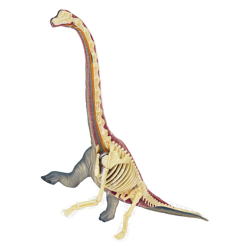 4D Vision Brachiosaurus Anatomy Puzzle – Paleontological Research