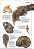 Fossils (Smithsonian Handbook)