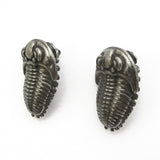 Trilobite Earrings
