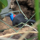 Primal Creations Tinysaurs