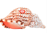 Conch Moon Shell