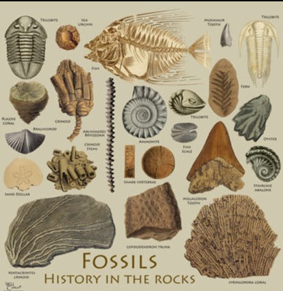 Fossil Guide T-Shirt