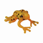 Looking Glass Animal