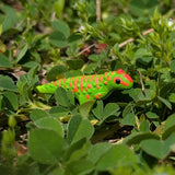 Primal Creations Tinysaurs