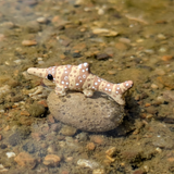 Primal Creations Tinysaurs