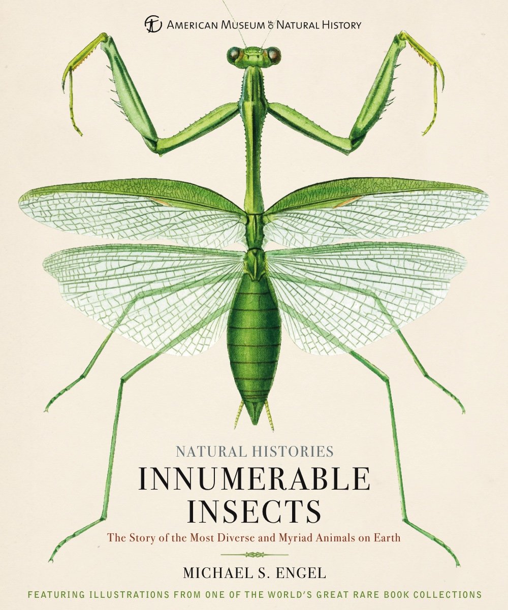 ひめっぺページ☆ Bugs – Paleontological Research Institution