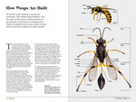Wasps: Astonishing Diversity