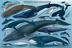 Whales and Dolphins Poster