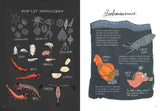 Ocean Anatomy